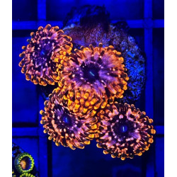 ZOANTHUS UTTER CHAOS