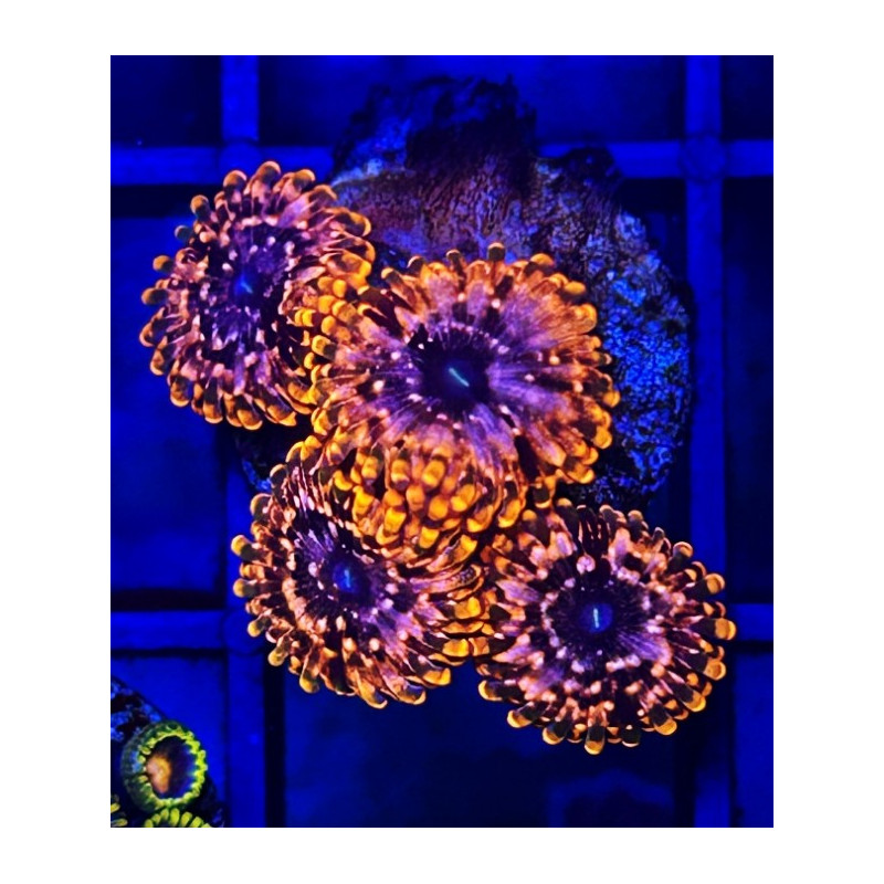 ZOANTHUS UTTER CHAOS