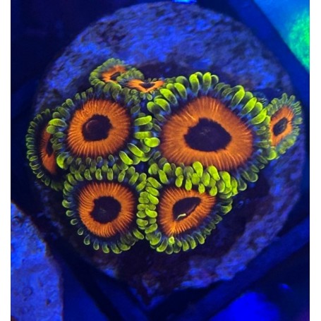 ZOANTHUS