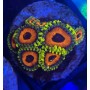ZOANTHUS
