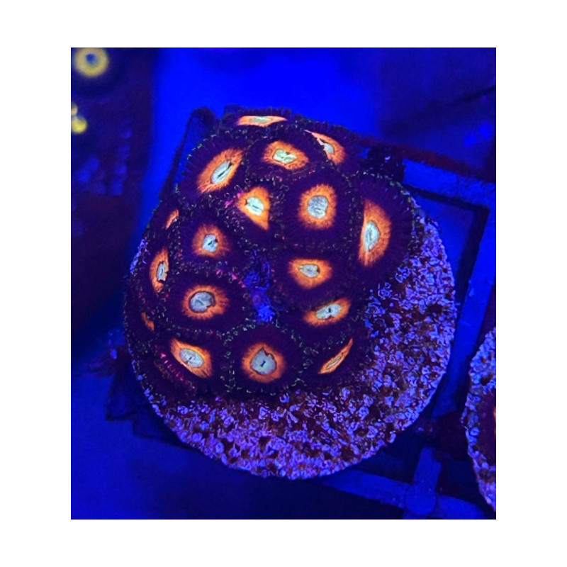 ZOANTHUS DRAGON BALL