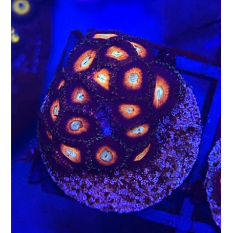 ZOANTHUS DRAGON BALL