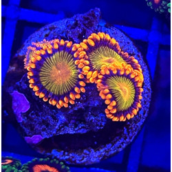 ZOANTHUS ORANGE MANDARIN