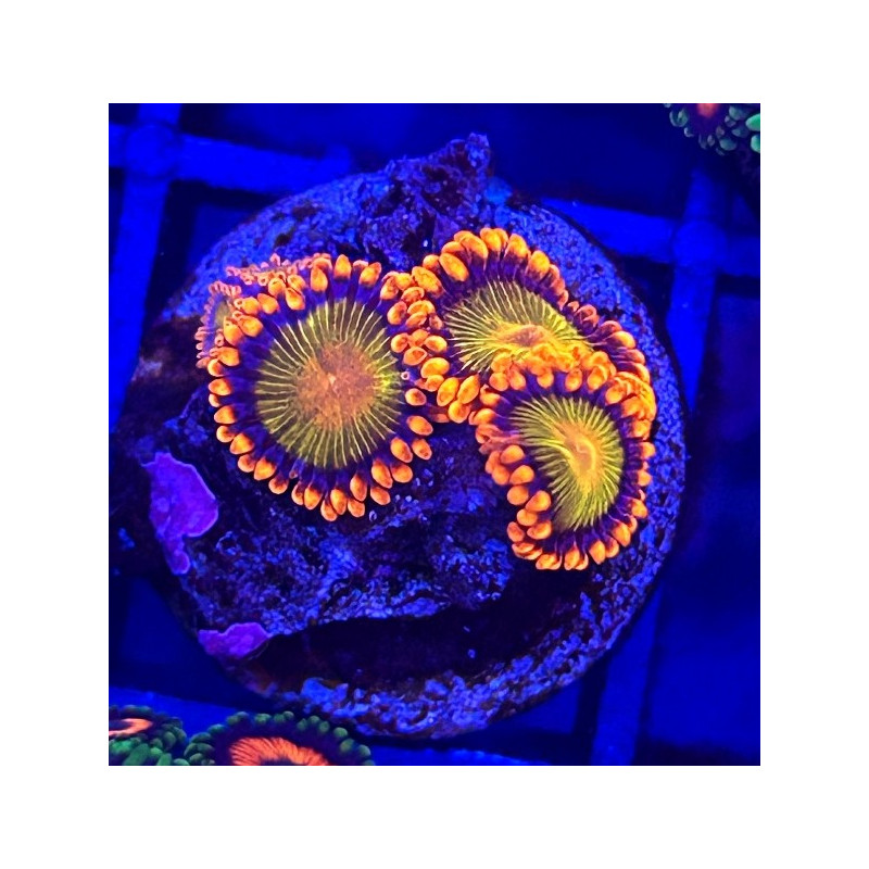 ZOANTHUS ORANGE MANDARINE