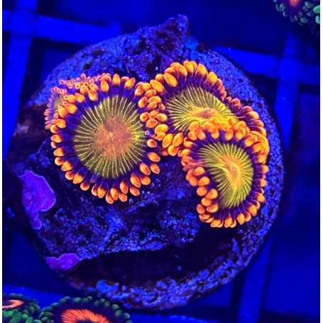 ZOANTHUS ORANGE MANDARINE