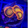 ZOANTHUS ORANGE MANDARINE