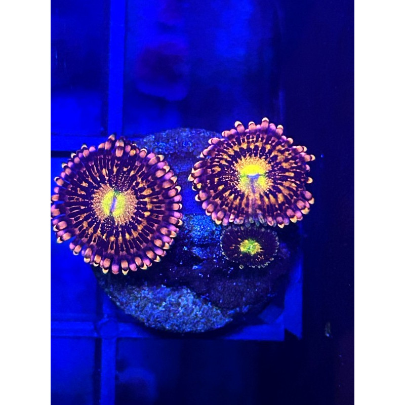 ZOANTHUS ALIEN ANTIVENOM