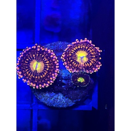 ZOANTHUS ALIEN ANTIVENOM