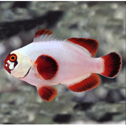 PREMNAS BIACULEATUS GOLDEN NUGGETS CAPTIVITY - SIZE: L