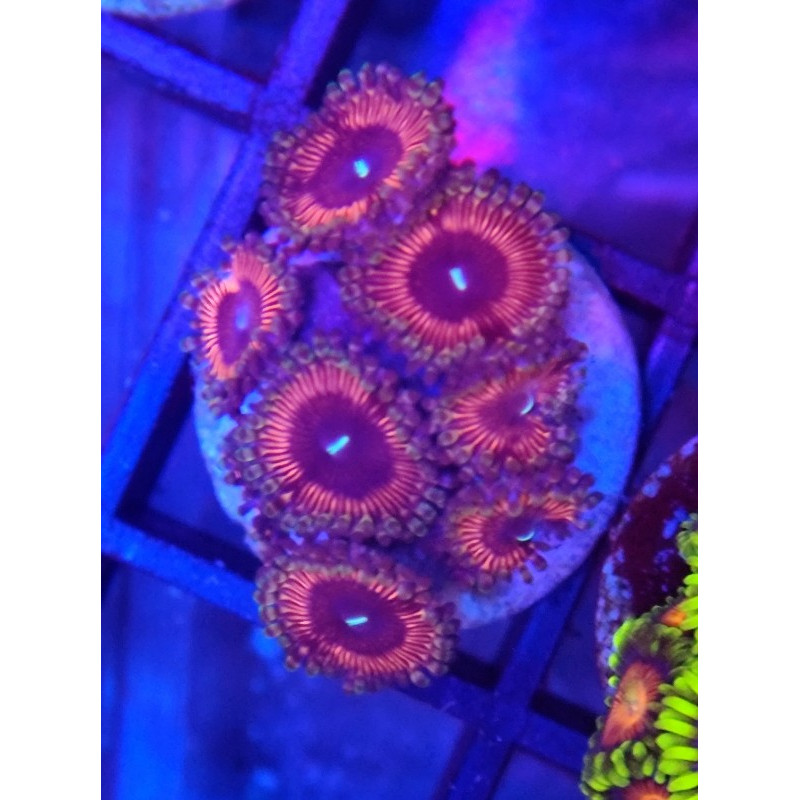 ZOANTHUS ULTRA INDONESIA