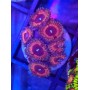 ZOANTHUS ULTRA INDONESIA