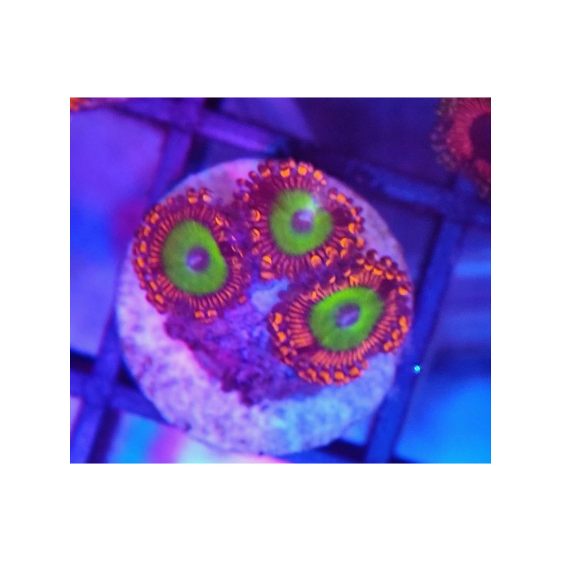 ZOANTHUS CANDY APPLE RED