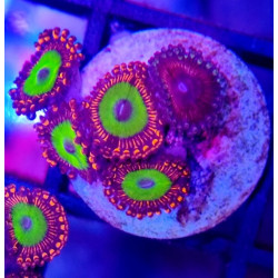 ZOANTHUS CANDY APPLE RED