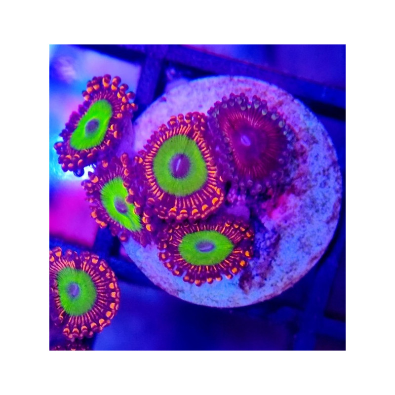 ZOANTHUS CANDY APPLE RED