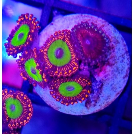 ZOANTHUS CANDY APPLE RED