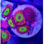 ZOANTHUS CANDY APPLE RED
