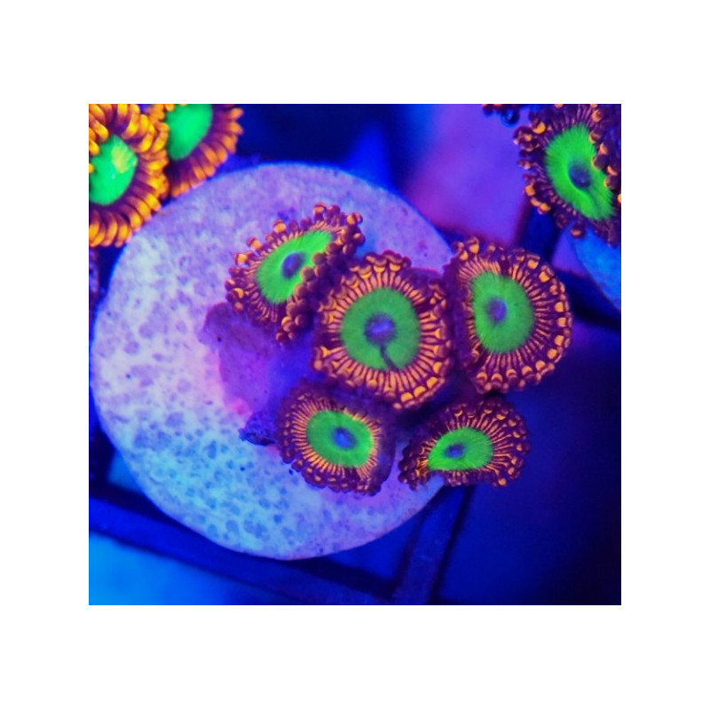 ZOANTHUS CANDY APPLE RED