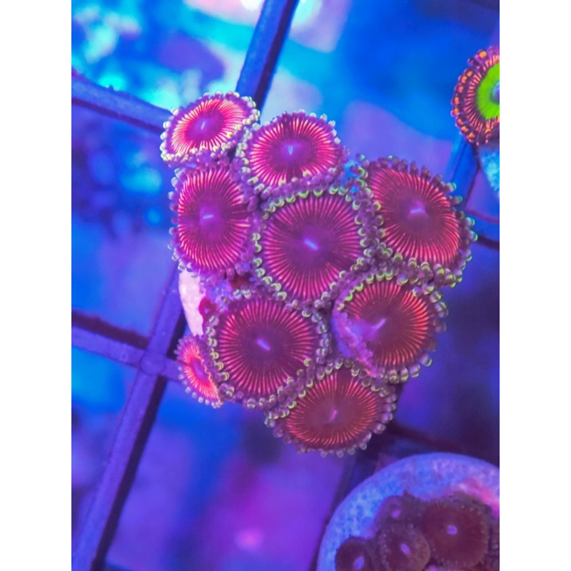 ZOANTHUS ULTRA INDONESIA