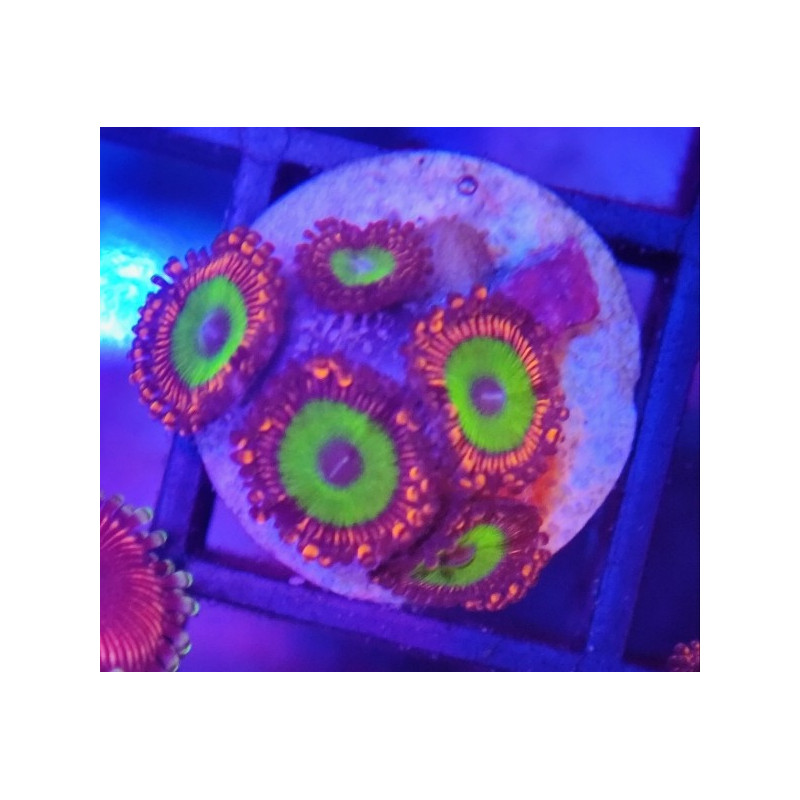 ZOANTHUS CANDY APPLE RED