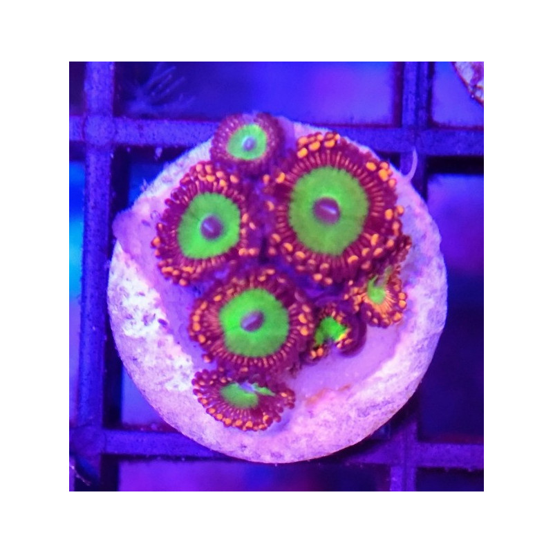 ZOANTHUS CANDY APPLE RED