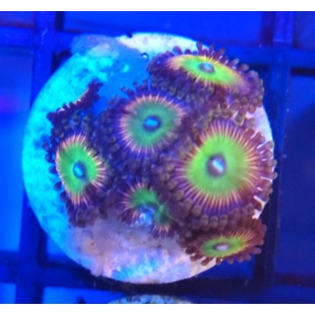 ZOANTHUS CANDY APPLE