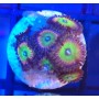 ZOANTHUS CANDY APPLE