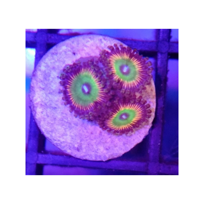 ZOANTHUS CANDY APPLE