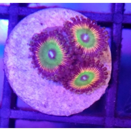 ZOANTHUS CANDY APPLE