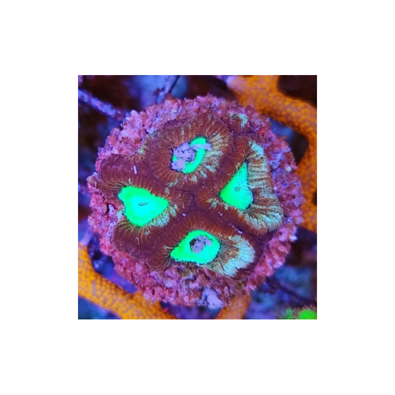 GONIASTRAEA INDONESIA RED