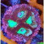 GONIASTRAEA INDONESIA RED