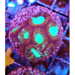 GONIASTRAEA INDONESIA RED