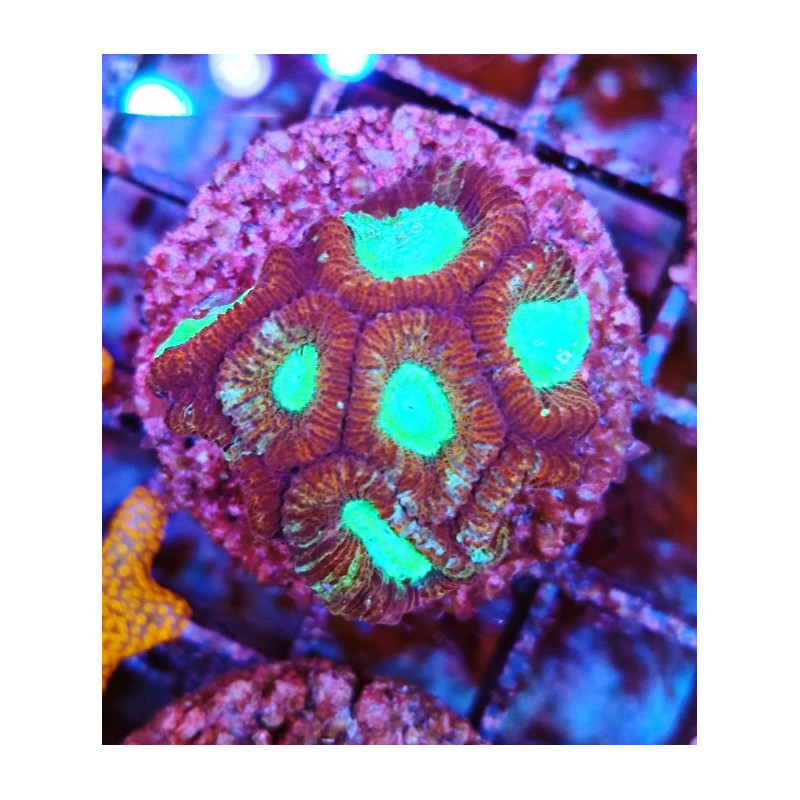 GONIASTRAEA INDONESIA RED