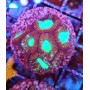 GONIASTRAEA INDONESIA RED