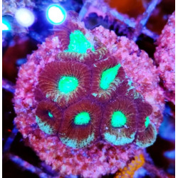 GONIASTRAEA INDONESIA RED