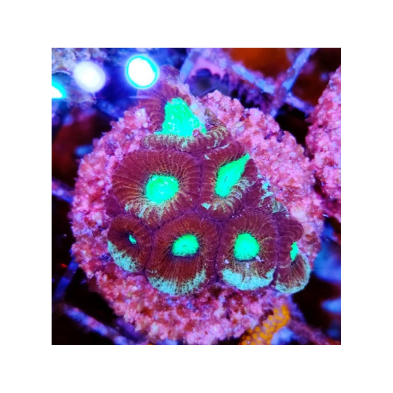 GONIASTRAEA INDONESIA RED