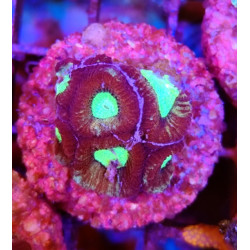 GONIASTRAEA INDONESIA RED