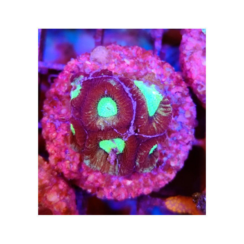 GONIASTRAEA INDONESIA RED