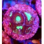 GONIASTRAEA INDONESIA RED