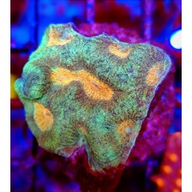 GONIASTRAEA ORANGE EYES