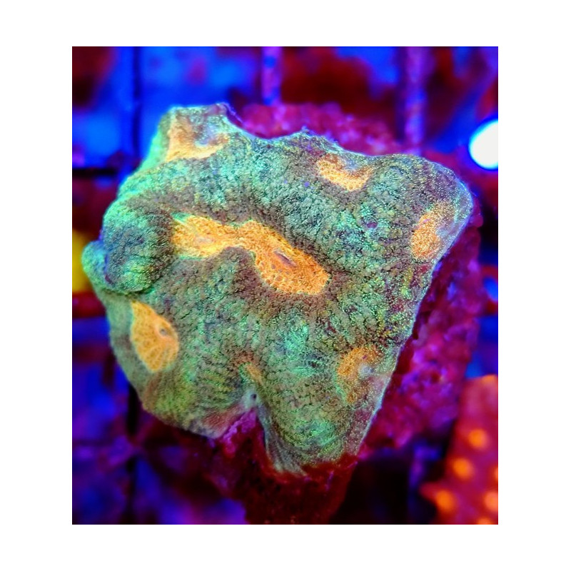 GONIASTRAEA ORANGE EYES