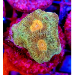 GONIASTRAEA ORANGE EYES