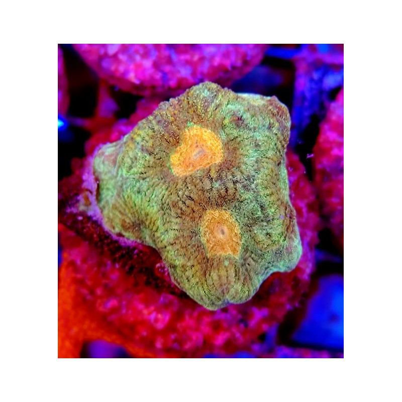 GONIASTRAEA ORANGE EYES