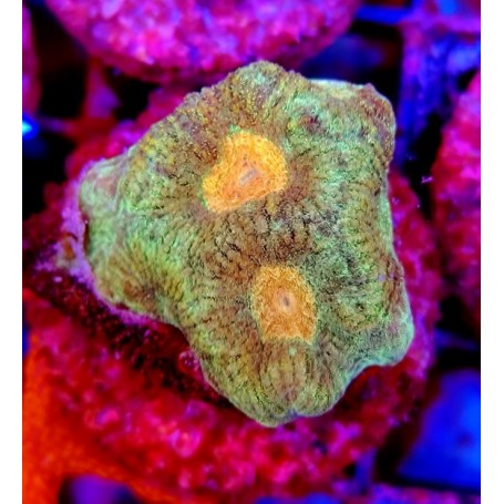 GONIASTRAEA ORANGE EYES
