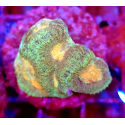 GONIASTRAEA ORANGE EYES