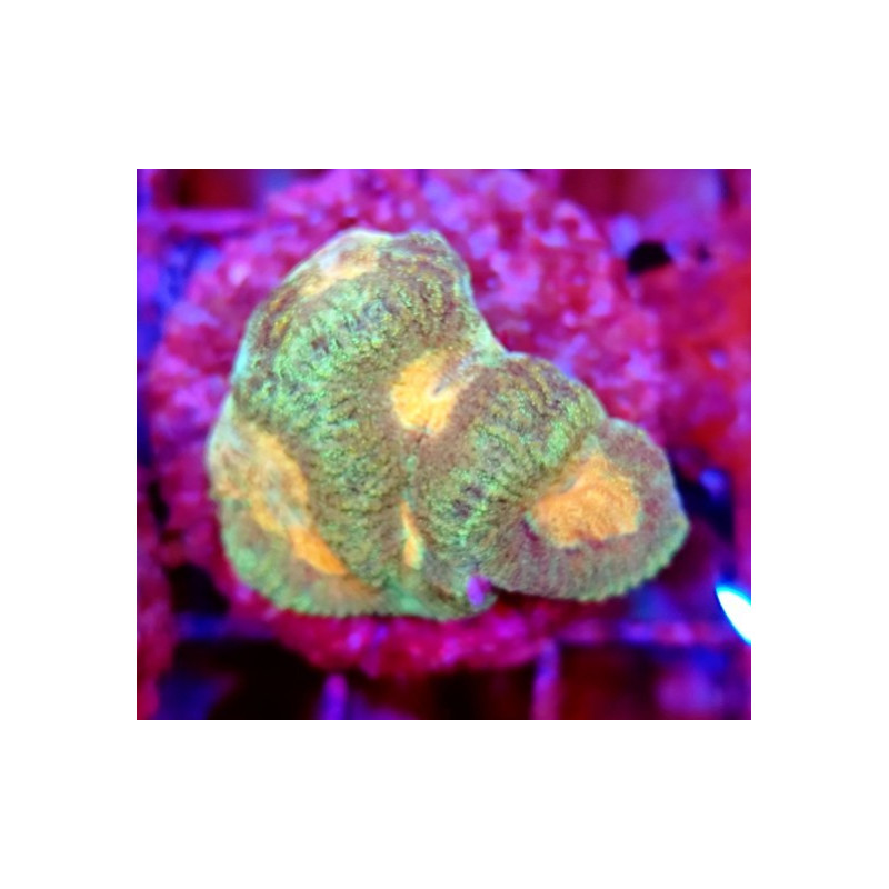 GONIASTRAEA ORANGE EYES