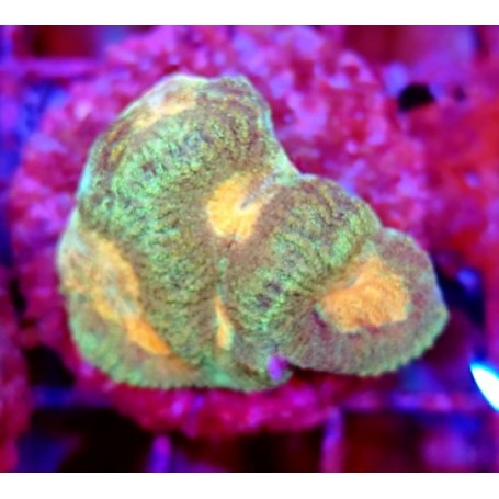 GONIASTRAEA ORANGE EYES