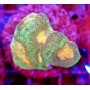 GONIASTRAEA ORANGE EYES