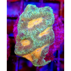 GONIASTRAEA ORANGE EYES