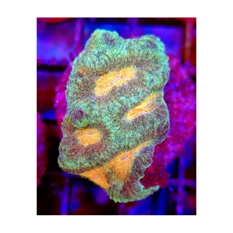 GONIASTRAEA ORANGE EYES