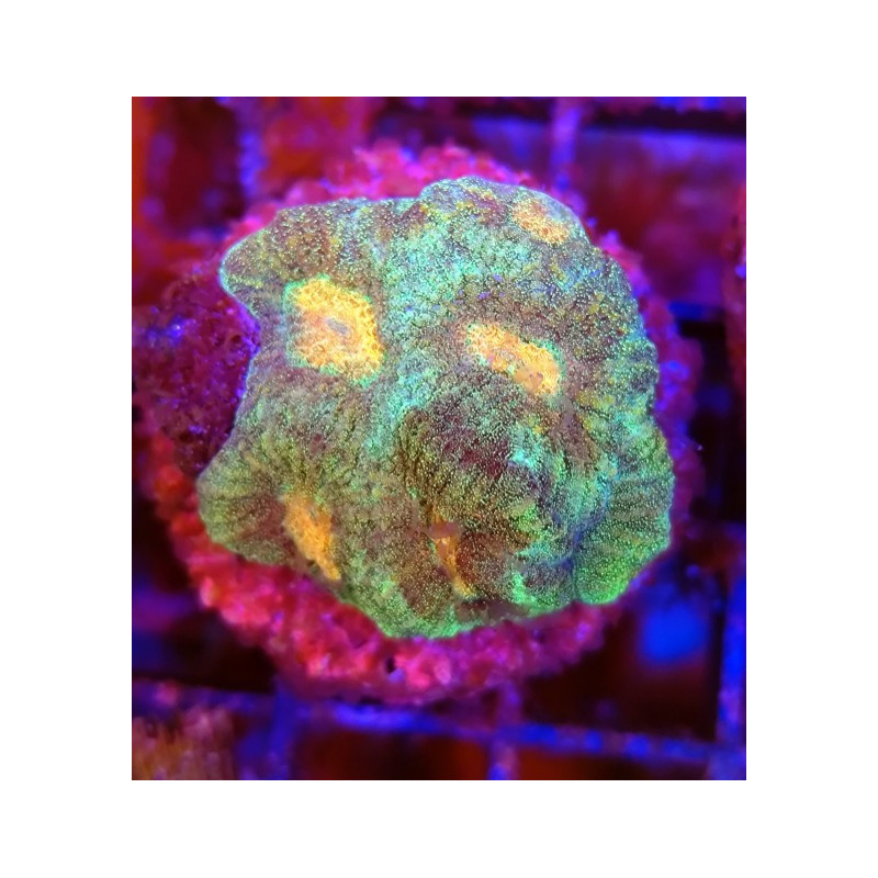 GONIASTRAEA ORANGE EYES